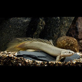 Polypterus Senegalus Kwastvinsnoek Nigeria S